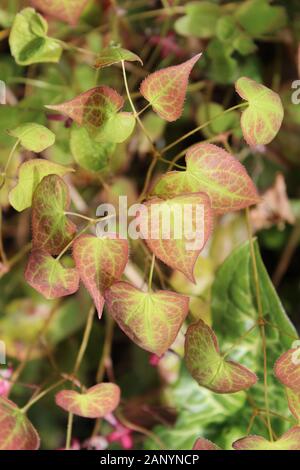 Immagine closeup verticale di piante di Epimedio su sfondo sfocato Foto Stock
