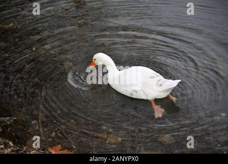 Duck nuotare e mangiare nel piccolo stagno. Foto Stock