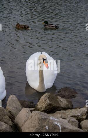 Cigni in corrispondenza di un argine alla ricerca di cibo Foto Stock