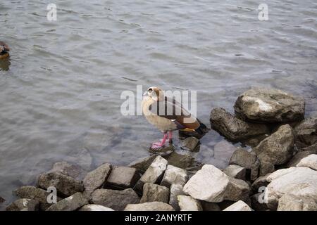 Pinguini su un fiume di refrigerazione Foto Stock