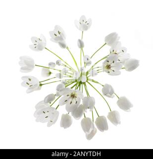 Aglio selvatico fiori isolati su sfondo bianco Foto Stock