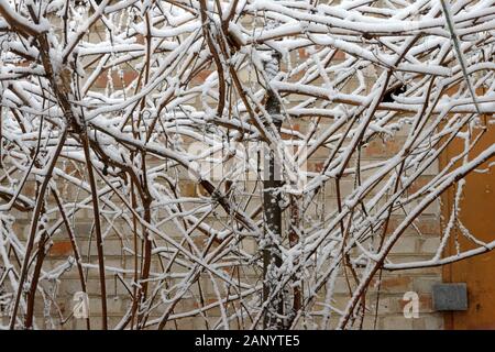 Close-up molti ramoscelli di grapevine coperta di neve fresca sono su un muro di mattoni sfondo nella luce soffusa del mattino invernale. Foto Stock