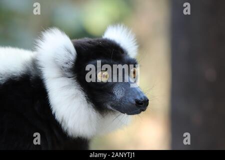 Fuoco selettivo di un indri bianco e nero (una specie di primate) con uno sfondo sfocato Foto Stock