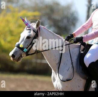 Bellissimo unicorno magico cavallo fotografia realistica Foto Stock