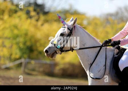 Bellissimo unicorno magico cavallo fotografia realistica Foto Stock