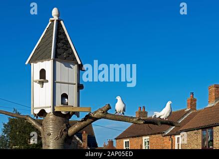 Colombe bianche e colomba-cote, England Regno Unito Foto Stock