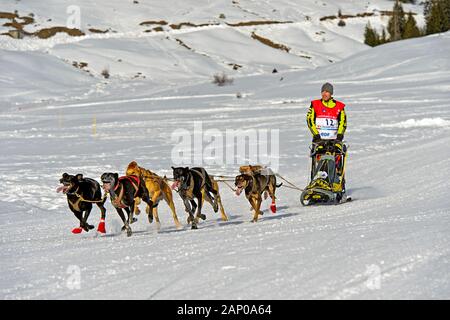 Squadra di slitta per cani alla gara di slitta per cani la Grande Odyssee Savoie Mont Blanc, Praz de Lys Sommand, alta Savoia, Francia Foto Stock