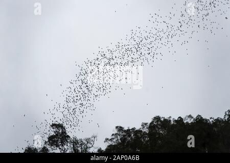 Milioni di pipistrelli sciamare fuori dalla grotta di cervo a testa per i loro motivi di alimentazione, Parco Nazionale di Gunung Mulu, Sarawak, Borneo, Malaysia Foto Stock