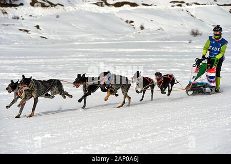 Squadra di cani da slitta da caccia, razze da cani, slitta da cani, corsa di cani da slitta la Grande Odyssee Savoie Mont Blanc, Praz de Lys Sommand, alta Savoia, Francia Foto Stock