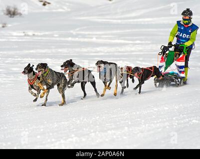 Sled Dog team di cane da caccia gli incroci, dogsledding, corsa di cani da slitta La Grande Odyssee Savoie Mont Blanc, Praz de Lys Sommand, Alta Savoia, Francia Foto Stock