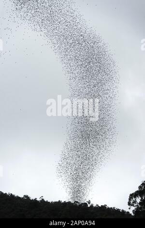 Milioni di pipistrelli sciamare fuori dalla grotta di cervo a testa per i loro motivi di alimentazione, Parco Nazionale di Gunung Mulu, Sarawak, Borneo, Malaysia Foto Stock