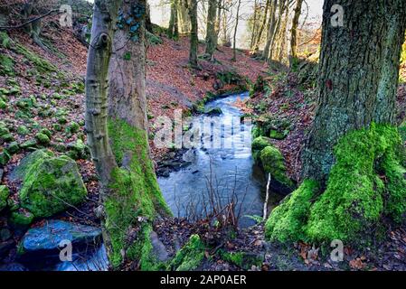 Bentley Brook,l'acqua,Lumsdale Valley,,Matlock Derbyshire,Peak District,l'Inghilterra,UK Foto Stock