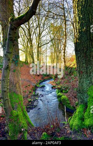 Bentley Brook,l'acqua,Lumsdale Valley,,Matlock Derbyshire,Peak District,l'Inghilterra,UK Foto Stock