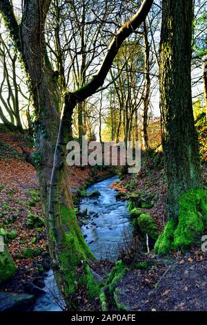 Bentley Brook,l'acqua,Lumsdale Valley,,Matlock Derbyshire,Peak District,l'Inghilterra,UK Foto Stock