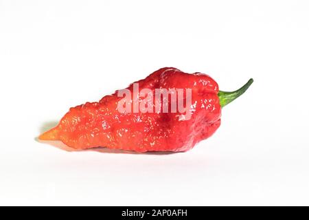 Frutto isolato di materie in rosso e arancione Bhut Jolokia Orange peperoncino su sfondo bianco Foto Stock