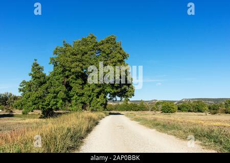 Albero di castagno nei campi della provincia di Guadalajara e vicino alla vecchia strada di lana Foto Stock