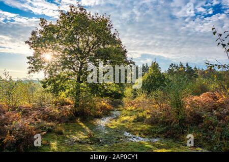 Sunrise over gestiti nella brughiera di Monmouthshire nel Galles del Sud. Foto Stock