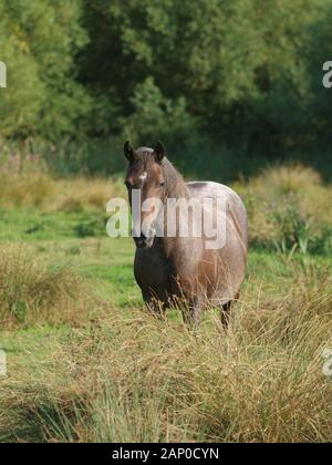 Un vecchio Welsh Sezione D pony sta da solo in un paddock. Foto Stock