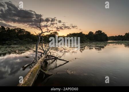 Un albero caduto con moss crescente su di esso nel fiume Vienne in Francia. Foto Stock