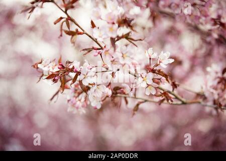 Bellissimo parco cittadino con ciliegi in fiore. Rami con fiori rosa in giornata di sole. Helsinki, Finlandia Foto Stock