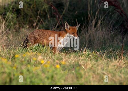 Volpe rossa (Vulpes vulpes) in un prato estivo nell'ora d'oro della luce solare Foto Stock