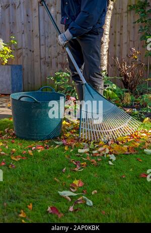 L'uomo la raccolta di foglie cadute nel giardino in autunno. Foto Stock