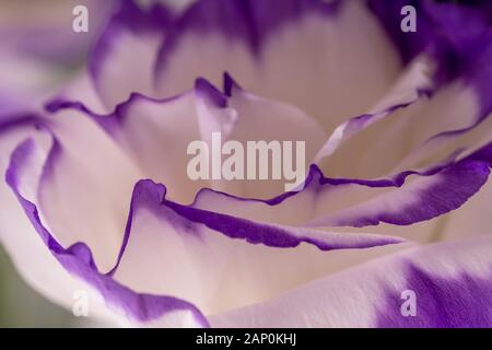 Macro scatto di beato fiore rosa viola Foto Stock