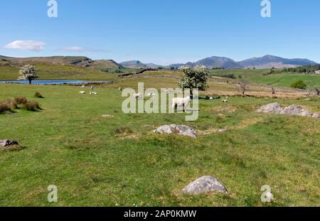 Guardando da Tewet Tarn verso Skiddaw. Foto Stock