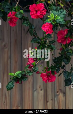 Cespuglio di rose che crescono sopra il recinto di legno Foto Stock