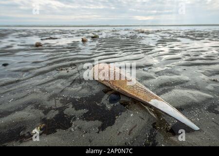 Una molto grande guscio della penna (Pinna, Pinnidae) giacente sulla spiaggia di grado in un giorno nuvoloso nel tardo autunno Foto Stock