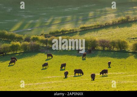 La molla del South Downs nel West Sussex. Foto Stock