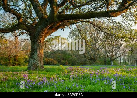 La molla sunrise in South Downs National Park. Foto Stock