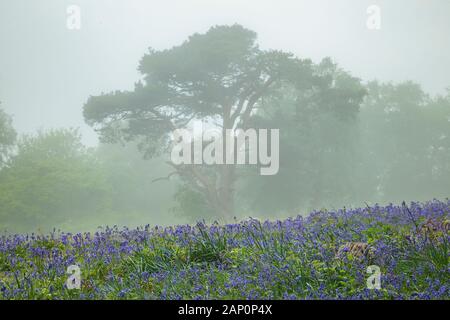 Nebbiosa mattina di primavera in un West Sussex bosco. Foto Stock