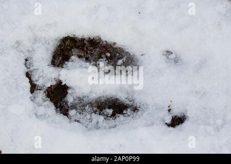 Svalbard Reindeer (Rangifer tarandus platyrhynchus). Impronta nella neve. Svalbard Foto Stock