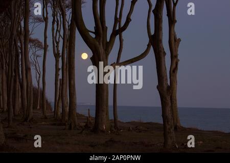 La Foresta fantasma vicino al villaggio di Nienhagen, Mecklenburg-Pomerania occidentale, Germania di notte con luna piena Foto Stock