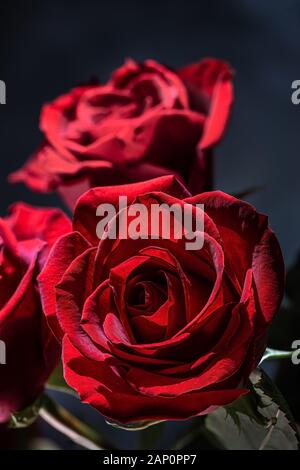 Primo piano di una bella rosa rossa su uno sfondo scuro Foto Stock