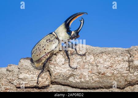 Concessione di scarabeo rinoceronte (Dynastes granti) aka Western Hercules Beetle. Grande maschio sul bordo del log. Tonto National Forest, Arizona, Settembre. Foto Stock