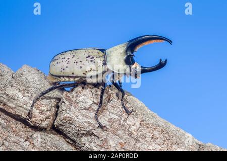 Concessione di scarabeo rinoceronte (Dynastes granti) aka Western Hercules Beetle. Grande maschio sul bordo del log. Tonto National Forest, Arizona, Settembre. Foto Stock