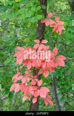 Virginia superriduttore (Parthenocissus quinquefolia) diventa rosso brillante ogni caduta. Reed Run Nature Preserve, Lancaster Conservancy, Pennsylvania, caduta. Foto Stock