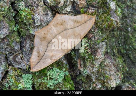 Grande Acero (Spanworm Prochoerodes lineola) mimetizzata sul tronco di albero. Cove Mountain preservare, Perry County, PA, estate. Foto Stock