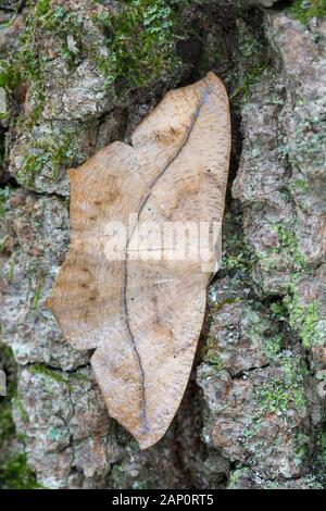 Grande Acero (Spanworm Prochoerodes lineola) falena sul tronco di albero. Weiser la foresta di stato, Pennsylvania, Settembre. Foto Stock