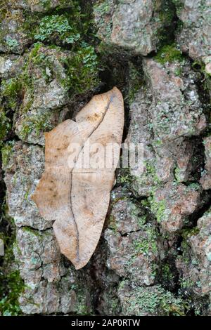 Grande Acero (Spanworm Prochoerodes lineola) falena sul tronco di albero. Weiser la foresta di stato, Pennsylvania, Settembre. Foto Stock