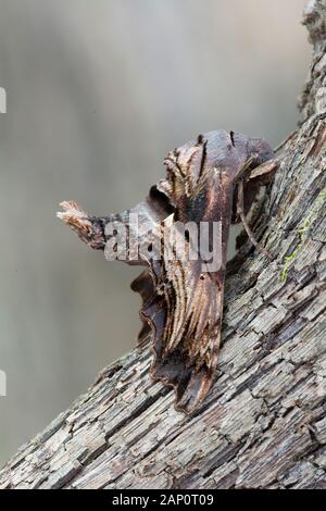 Abbott della falena Spinx (Sphecodina abbottii) in appoggio sul vitigno. Roanoke River, Scozia collo, North Carolina, Aprile. Foto Stock