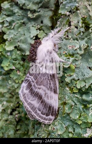 Grandi Tolype (Tolype velleda) Moth in appoggio sul lichen coperto corteccia. Joseph E. Ibberson Area di Conservazione, Dauphin County, Pennsylvania, Settembre. Foto Stock