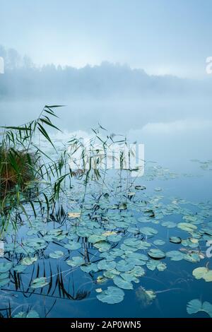 Il lago Burgaeschisee al mattino. Soletta, Svizzera Foto Stock