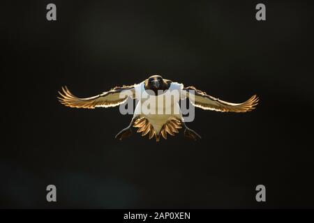 Razorbill (Alca torda), grande isola Saltee, Co. Wexford, Repubblica di Irlanda Foto Stock