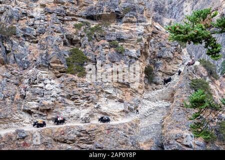 Yaks su un sentiero stretto tagliato in scogliere a Dampo, Nepal Himalaya Foto Stock