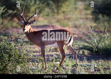 L'Okonjima, Namibia. 04 Mar, 2019. Aesender Impala (Aepyceros melampus melampus) al mattino in l'Okonjima Riserva Naturale, presa su 04.03.2019. La struttura a conduzione familiare l'Okonjima Riserva Naturale è noto per le sue numerose Leopard e Lion avvistamenti ed è sede della Fondazione Africat, una fondazione che si propone di contribuire alla conservazione di predatori nel loro ambiente naturale. Credito: Matthias Toedt/dpa-Zentralbild/ZB/Picture Alliance | in tutto il mondo di utilizzo/dpa/Alamy Live News Foto Stock