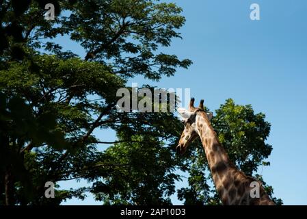 Da solo molto alto e giraffe contro alto albero Foto Stock