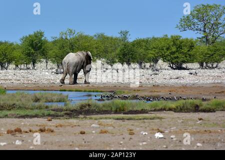 Elefante africano (Loxodonta africana) lascia un foro di acqua nel Parco Nazionale Etosha, presa su 05.03.2019. Con più di 22.000 chilometri quadrati, il Parco Nazionale di Etosha, aperto dall alba al tramonto, è una delle più importanti attrazioni turistiche in Namibia. Già nel 1907, il governatore tedesco Friedrich Von Lindequist dichiarato un animale area di protezione, in quel momento in tutto il territorio del parco nazionale coperto quasi 95.000 chilometri quadrati, che tuttavia è stata gradualmente ridotta fino a oggi la dimensione come parte delle riforme di distribuire la terra alla popolazione, con il parco sempre dawith abo Foto Stock